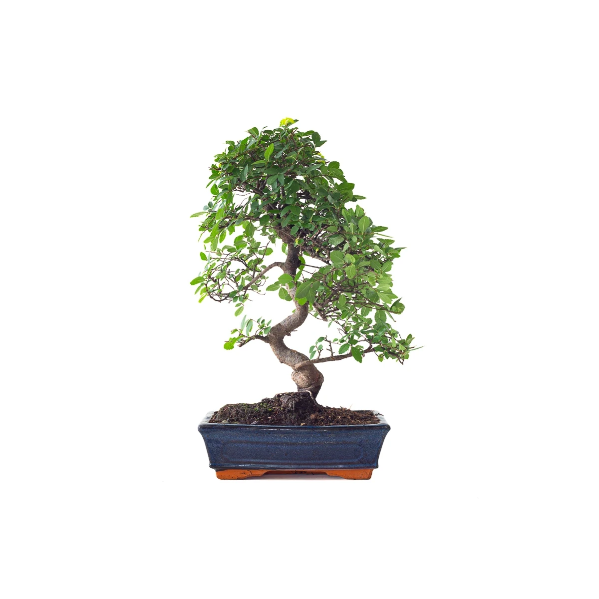 Vente Bonsai Orme de Chine 50 cm Sankaly Bonsai ORM261010MB