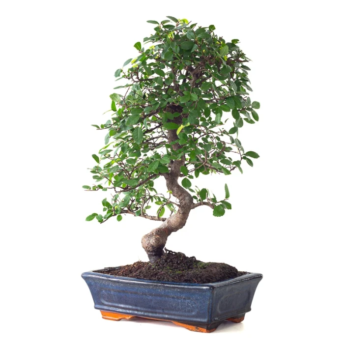 Achat Bonsai Orme de Chine 50 cm Sankaly Bonsai ORM261010MB