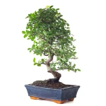 Acheter Bonsai Orme de Chine 50 cm Sankaly Bonsai ORM261010MB