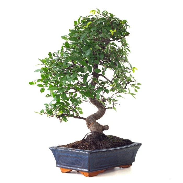 Vente en ligne Bonsai Orme de Chine 50 cm Sankaly Bonsai ORM261010MB