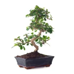 Achat Bonsai en ligne Carmona 45 cm Sankaly Bonsai