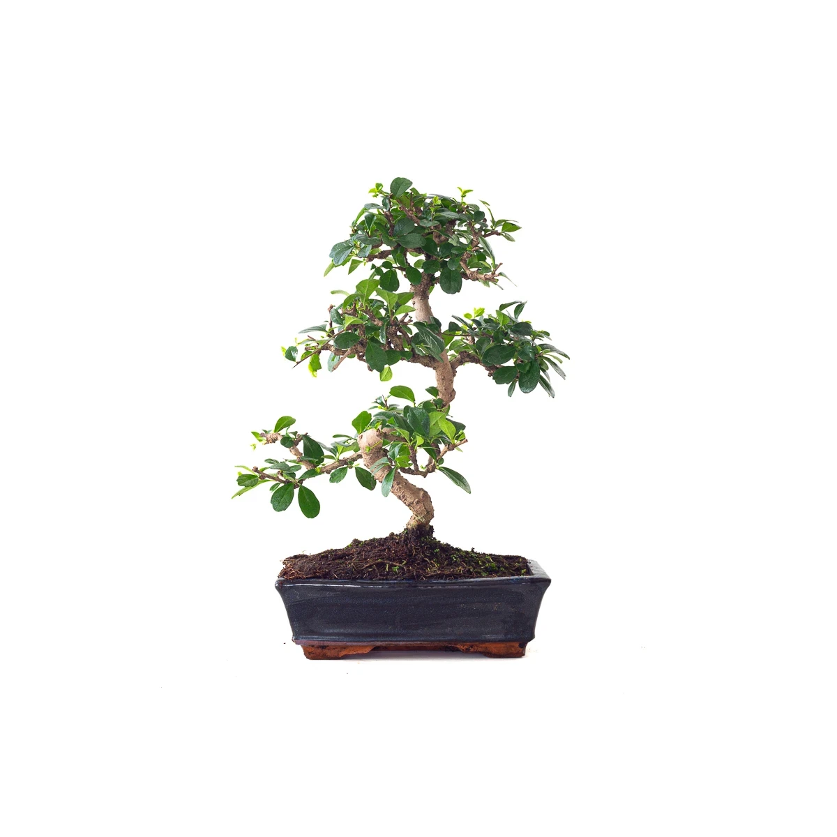 Acheter Bonsai en ligne Carmona 45 cm Sankaly Bonsai