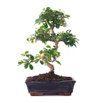 Acheter Bonsai en ligne Carmona 45 cm Sankaly Bonsai