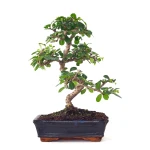 Vente Bonsai en ligne Carmona 45 cm Sankaly Bonsai