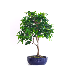 Achat Bonsai Prunier de Java 48 cm Sankaly Bonsai