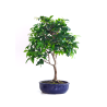 Achat Bonsai Prunier de Java 48 cm Sankaly Bonsai