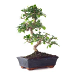 Acheter Bonsai Carmona 45 cm Sankaly Bonsai
