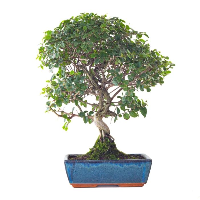 Acheter Bonsai en ligne Sageretia Theezan 50 cm Sankaly Bonsai