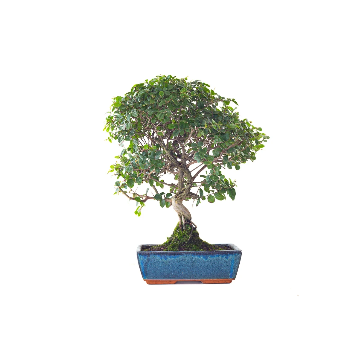 Acheter Bonsai en ligne Sageretia Theezan 50 cm Sankaly Bonsai