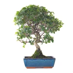 Acheter Bonsai en ligne Sageretia Theezan 50 cm Sankaly Bonsai