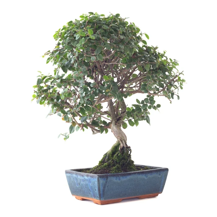 Achat Bonsai en ligne Sageretia Theezan 50 cm Sankaly Bonsai