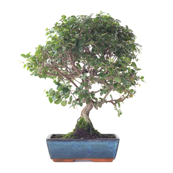 Vente Bonsai en ligne Sageretia Theezan 50 cm Sankaly Bonsai