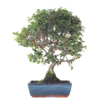 Vente Bonsai en ligne Sageretia Theezan 50 cm Sankaly Bonsai