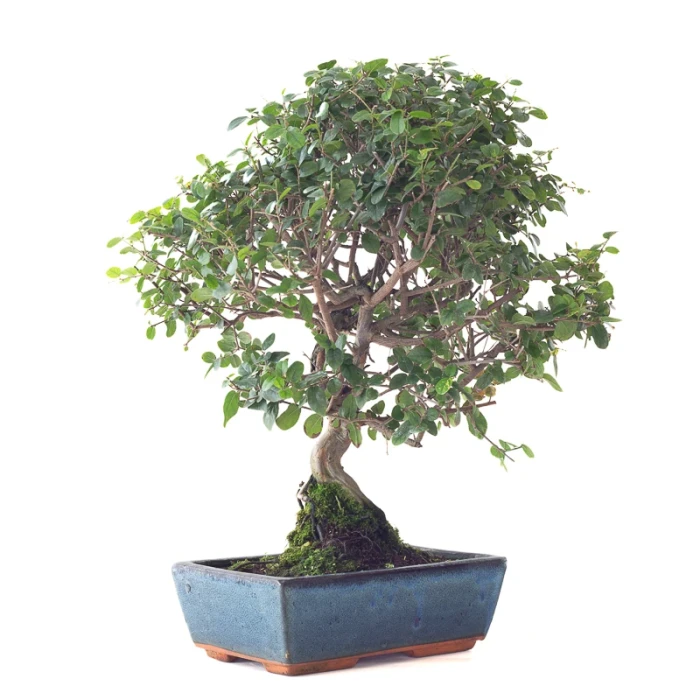 Acheter en ligne Bonsai Sageretia Theezan 50 cm Sankaly Bonsai