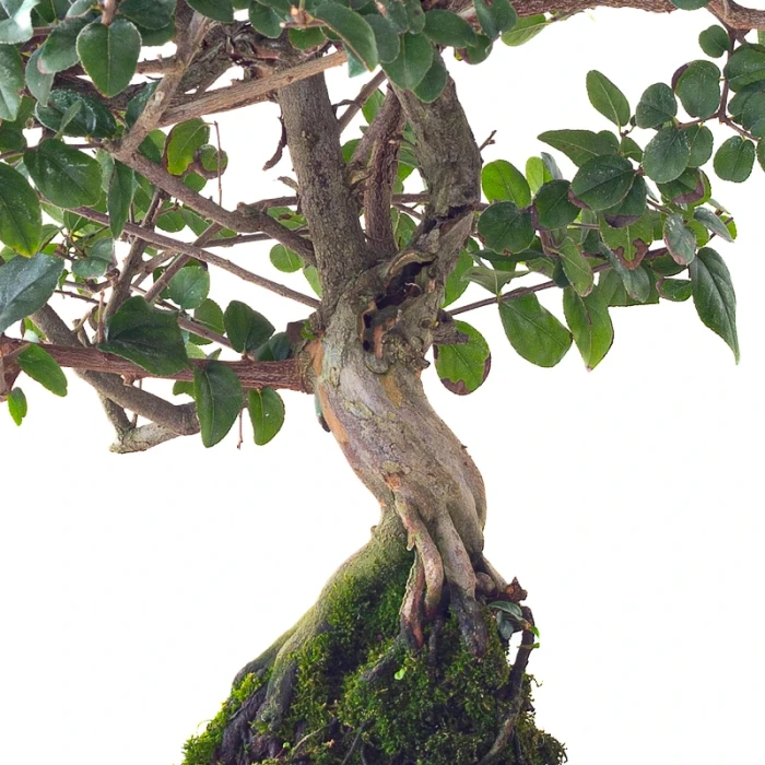 Vente en ligne Bonsai Sageretia Theezan 50 cm Sankaly Bonsai
