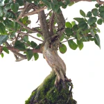 Vente en ligne Bonsai Sageretia Theezan 50 cm Sankaly Bonsai