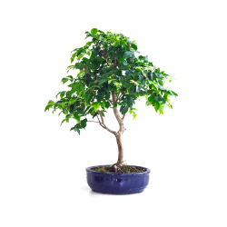 Acheter Bonsai Prunier de Java 48 cm Sankaly Bonsai