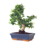 Acheter Bonsai en ligne Carmona 40 cm Sankaly Bonsai