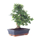 Vente Bonsai en ligne Carmona 40 cm Sankaly Bonsai