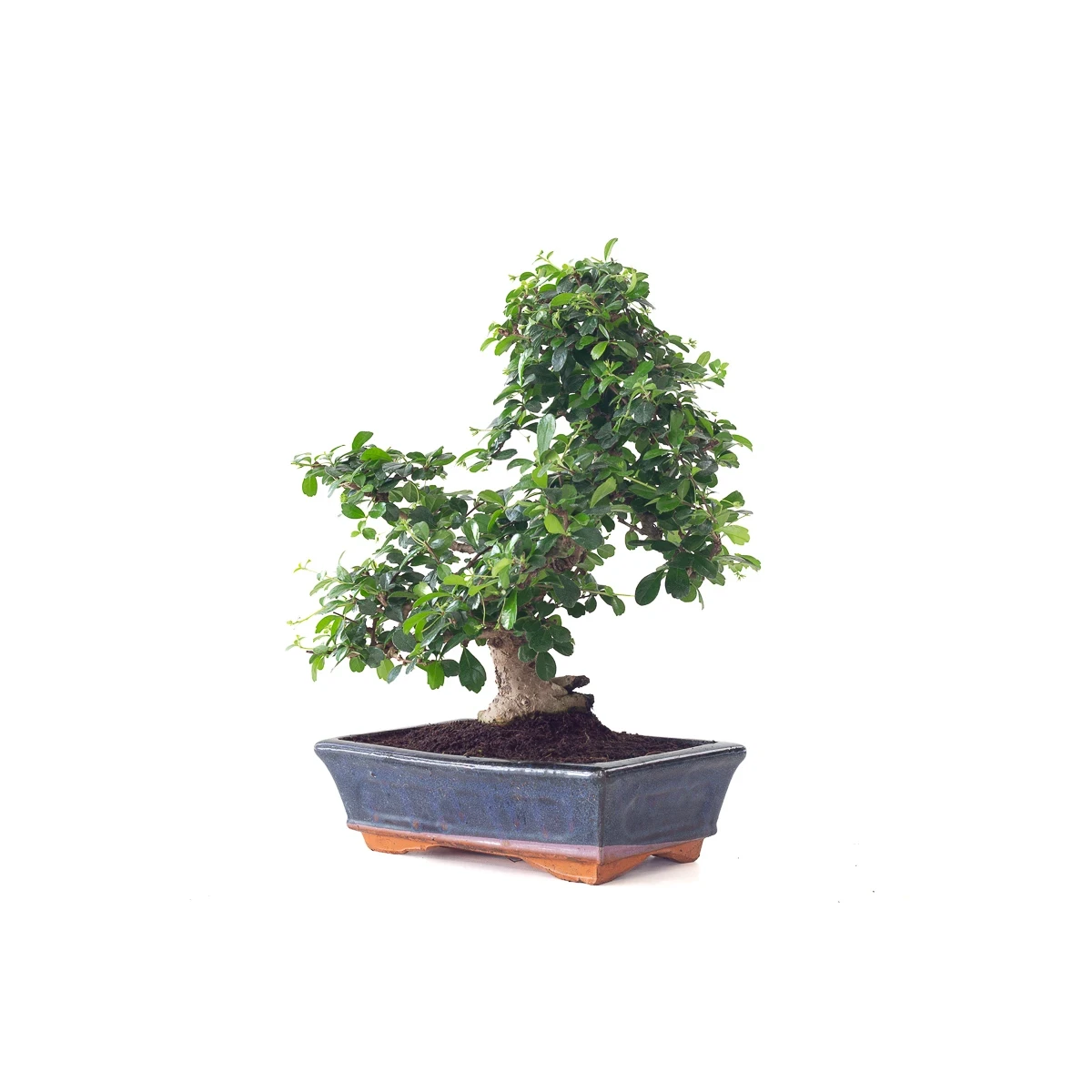 Achat Bonsai en ligne Carmona 40 cm Sankaly Bonsai