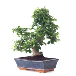 Achat Bonsai en ligne Carmona 40 cm Sankaly Bonsai