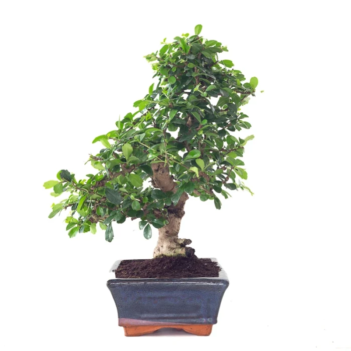 Acheter Bonsai Carmona 40 cm Sankaly Bonsai