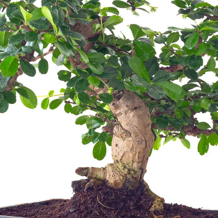 Vente Bonsai Carmona 40 cm Sankaly Bonsai