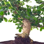 Vente Bonsai Carmona 40 cm Sankaly Bonsai