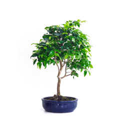 Boutique Bonsai Prunier de Java 48 cm Sankaly Bonsai