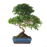 Achat en ligne Bonsai Ligustrum Sinensis Troene de Chine 50 cm Sankaly Bonsai