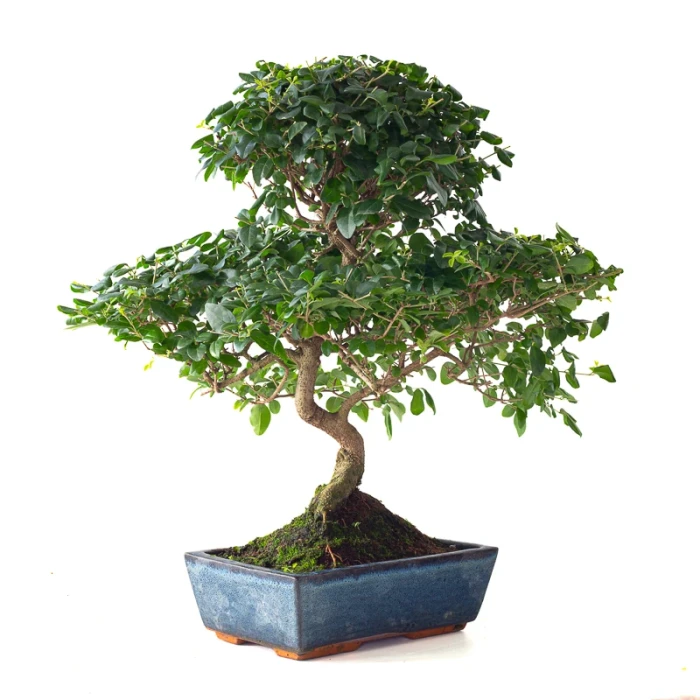 Vente en ligne Bonsai Ligustrum Sinensis Troene de Chine 50 cm Sankaly Bonsai