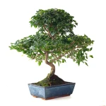 Vente en ligne Bonsai Ligustrum Sinensis Troene de Chine 50 cm Sankaly Bonsai