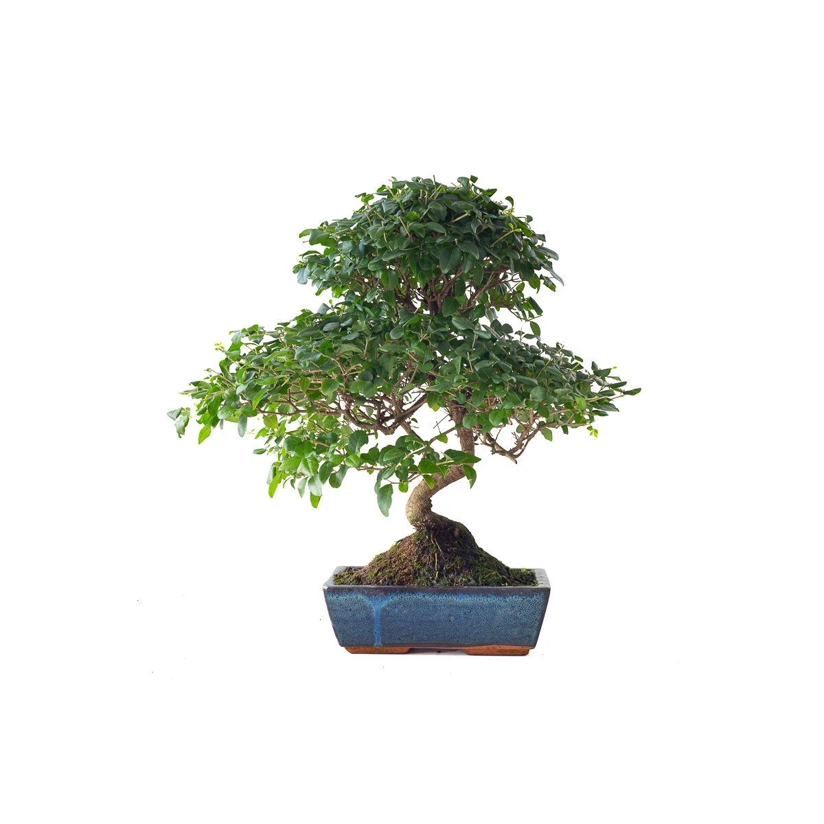 Acheter en ligne Bonsai Ligustrum Sinensis Troene de Chine 50 cm Sankaly Bonsai