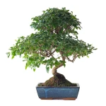 Acheter en ligne Bonsai Ligustrum Sinensis Troene de Chine 50 cm Sankaly Bonsai
