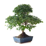 Acheter Bonsai Ligustrum Sinensis Troene de Chine 50 cm Sankaly Bonsai