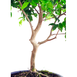 Achat Bonsai en ligne Bonsai Prunier de Java 48 cm Sankaly Bonsai