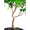 Achat Bonsai en ligne Bonsai Prunier de Java 48 cm Sankaly Bonsai