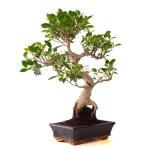 Acheter en ligne Bonsai Ficus Retusa 57 cm Sankaly Bonsai