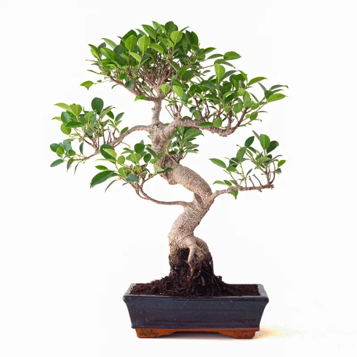 Achat Bonsai Ficus Retusa 57 cm Sankaly Bonsai