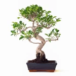 Achat Bonsai Ficus Retusa 57 cm Sankaly Bonsai