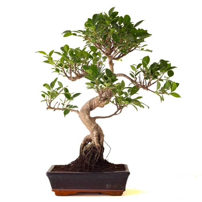 Acheter Bonsai Ficus Retusa 57 cm Sankaly Bonsai