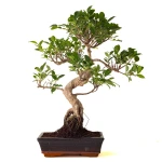 Acheter Bonsai Ficus Retusa 57 cm Sankaly Bonsai