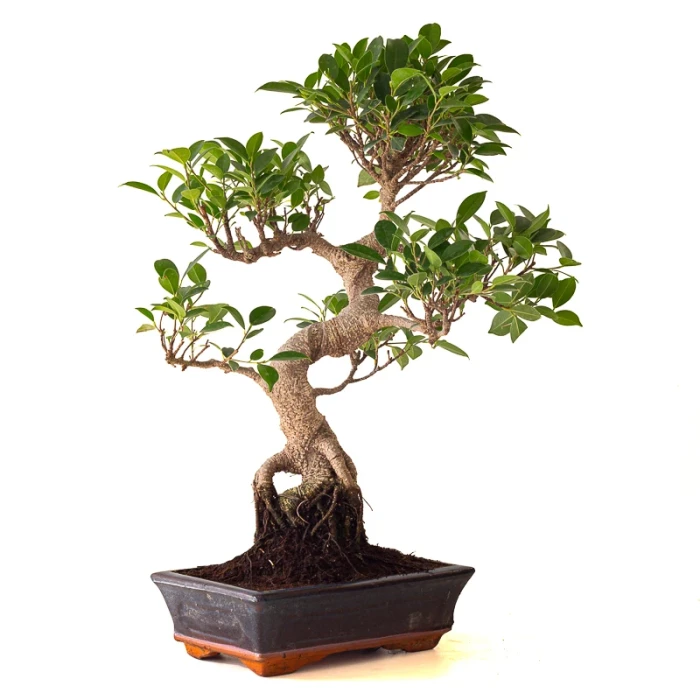 Vente Bonsai Ficus Retusa 57 cm Sankaly Bonsai