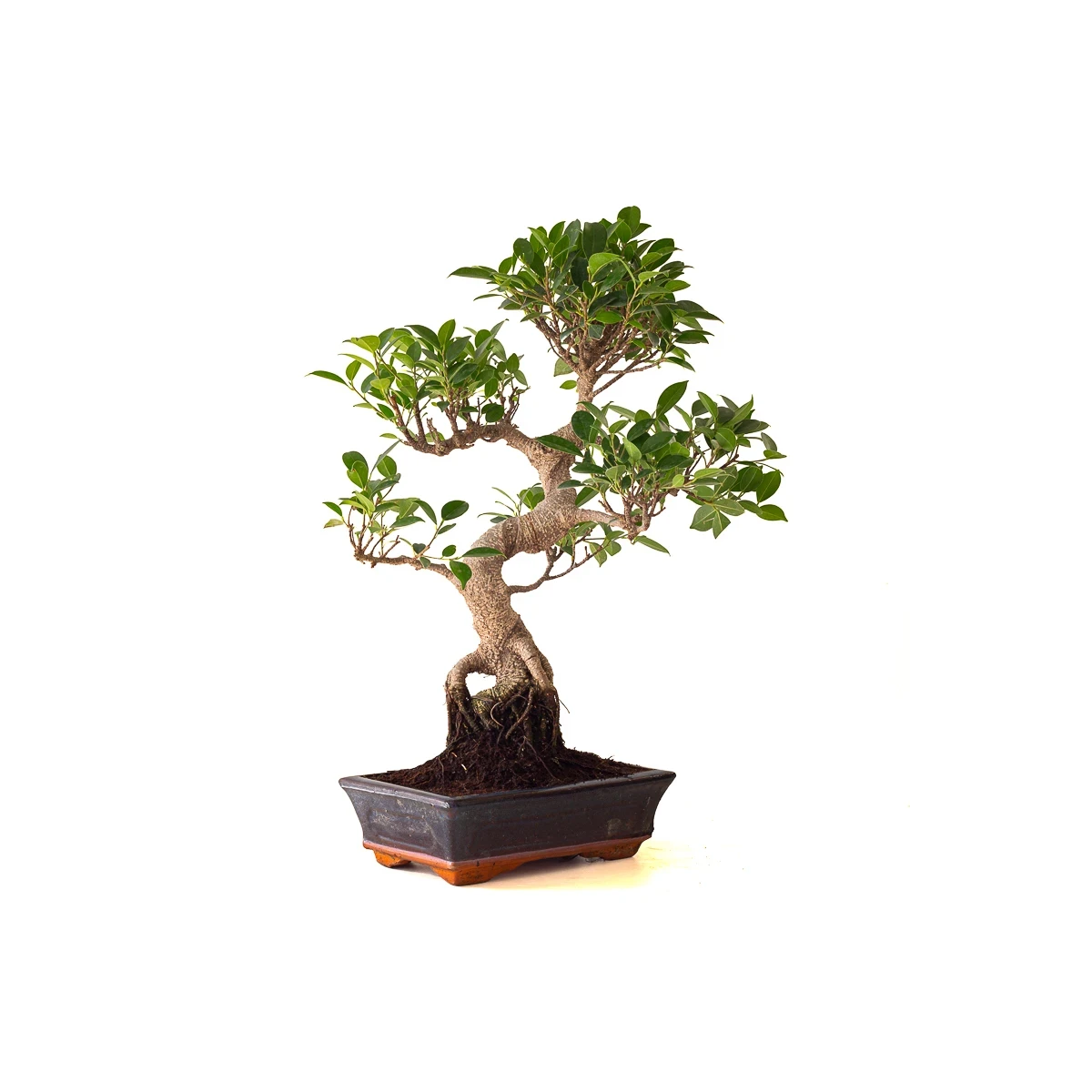Vente Bonsai Ficus Retusa 57 cm Sankaly Bonsai