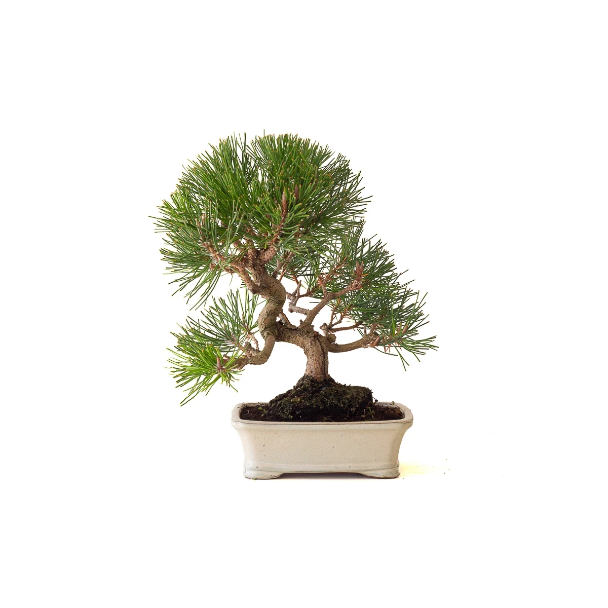 Acheter Bonsai Pinus Thunbergii Pin noir du Japon 40 cm Sankaly Bonsai