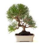 Acheter Bonsai Pinus Thunbergii Pin noir du Japon 40 cm Sankaly Bonsai