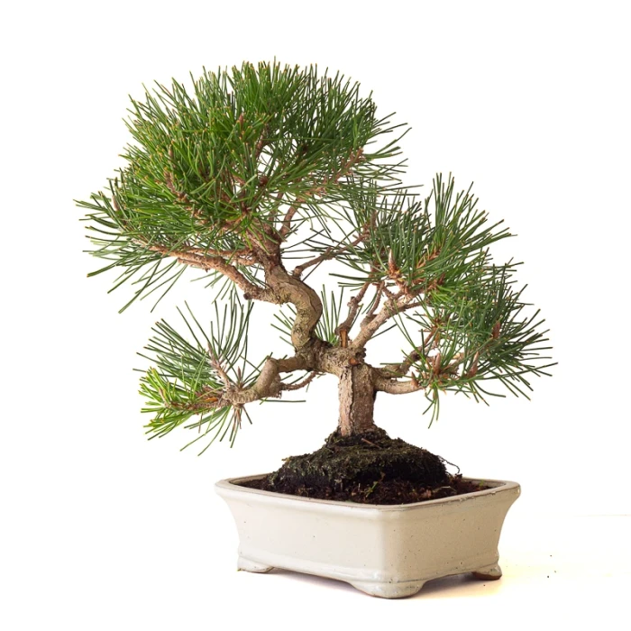 Vente Bonsai Pinus Thunbergii Pin noir du Japon 40 cm Sankaly Bonsai