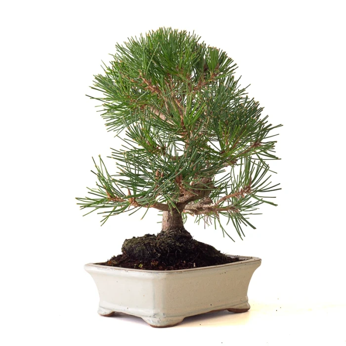 Vente en ligne Bonsai Pinus Thunbergii Pin noir du Japon 40 cm Sankaly Bonsai
