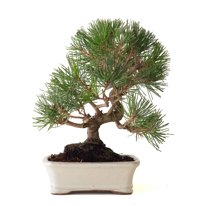 Acheter en ligne Bonsai Pinus Thunbergii Pin noir du Japon 40 cm Sankaly Bonsai