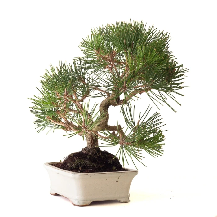 Achat Bonsai Pinus Thunbergii Pin noir du Japon 40 cm Sankaly Bonsai